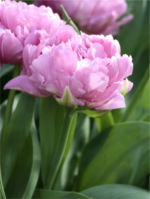 Tulp "Maitresse" pakendis 5 tk