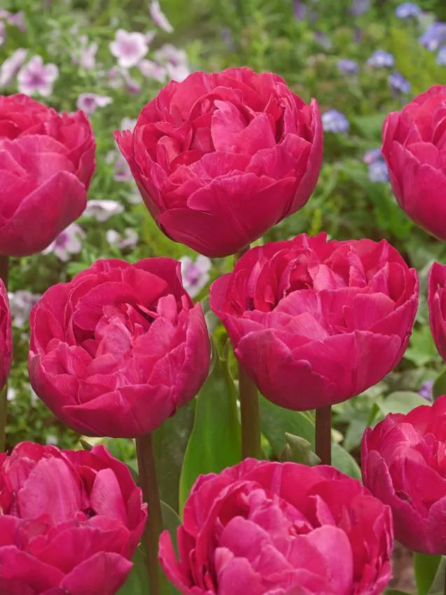 Tulp "Margarita" pakendis 5 tk - Image 2
