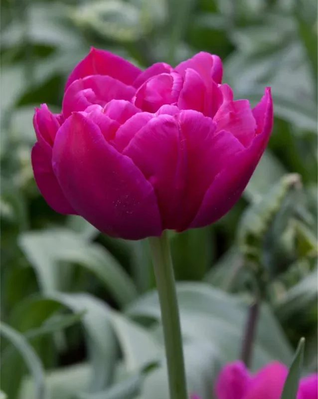 Tulp "Margarita" pakendis 5 tk