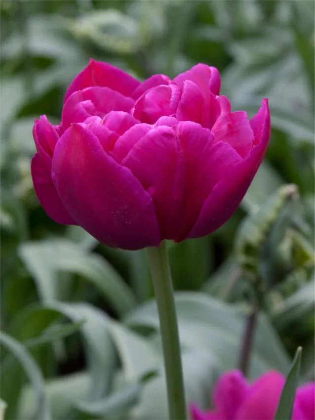 Tulp "Margarita" pakendis 5 tk