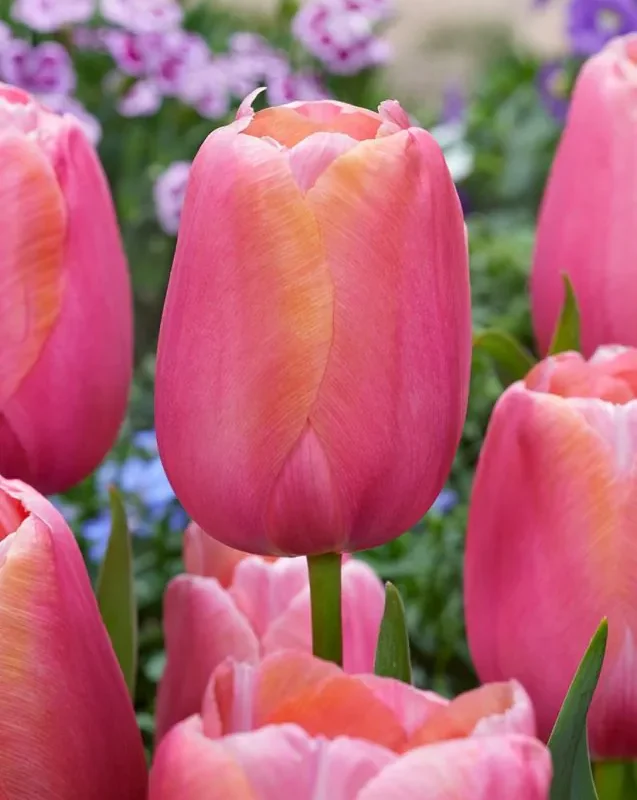 Tulp "Menton" pakendis 5 tk