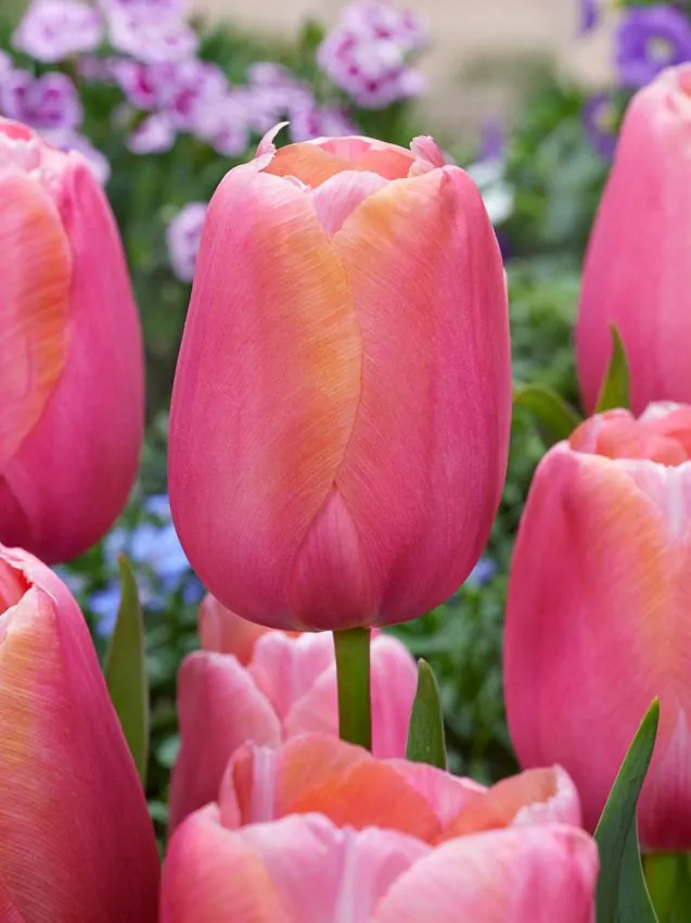 Tulp "Menton" pakendis 5 tk