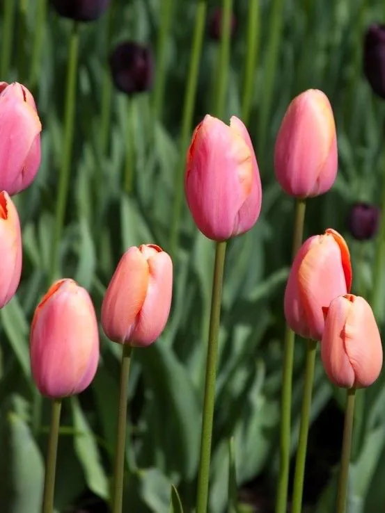 Tulp "Menton" pakendis 5 tk - Image 2
