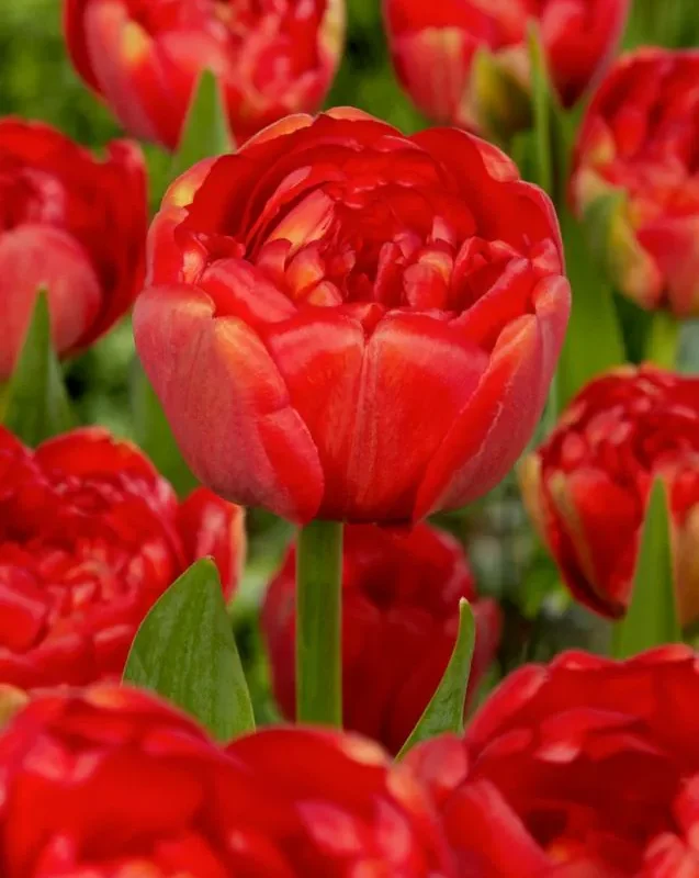 Tulp "Miranda" pakendis 5 tk