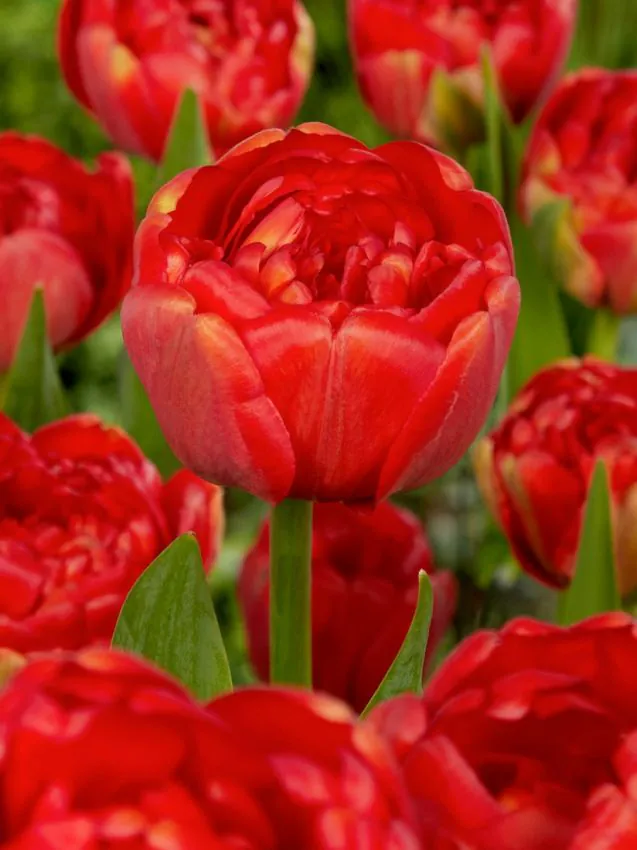 Tulp "Miranda" pakendis 5 tk