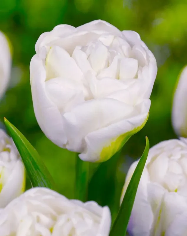 Tulp "Mount Tacoma" pakendis 5 tk