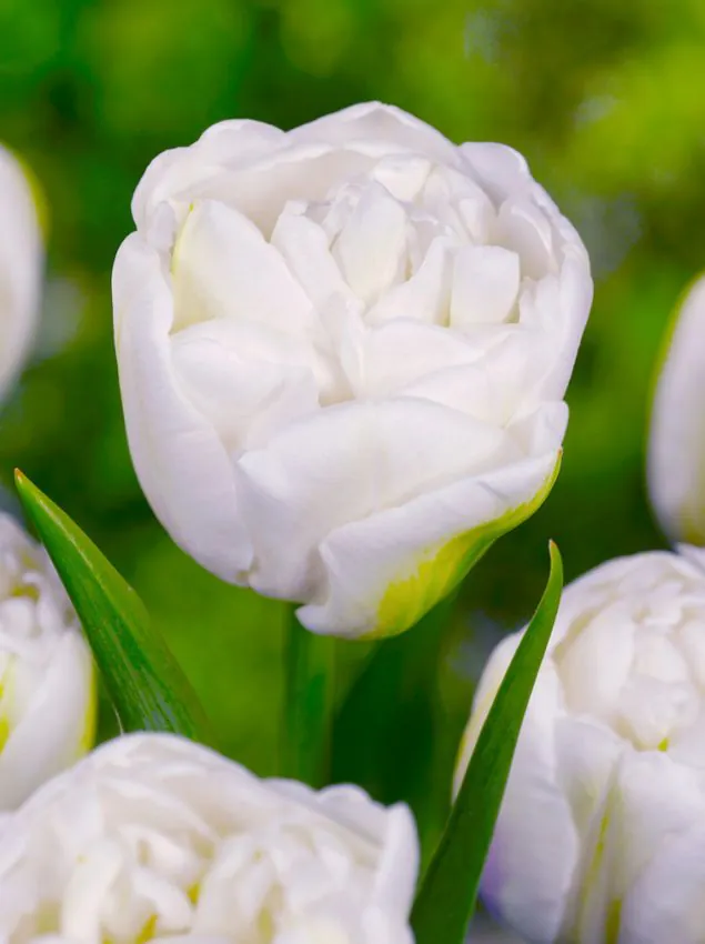 Tulp "Mount Tacoma" pakendis 5 tk