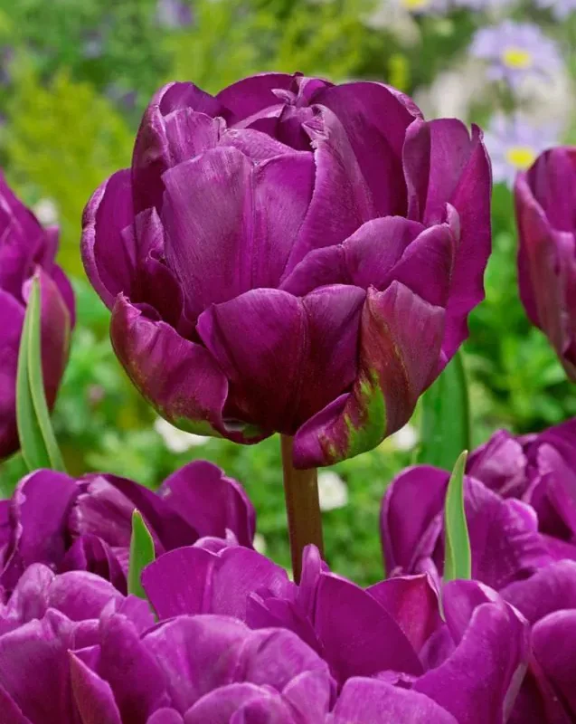Tulp "Negrita Double" pakendis 5 tk