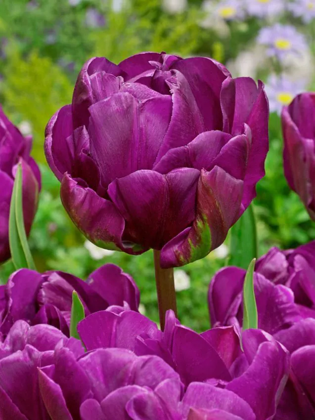 Tulp "Negrita Double" pakendis 5 tk
