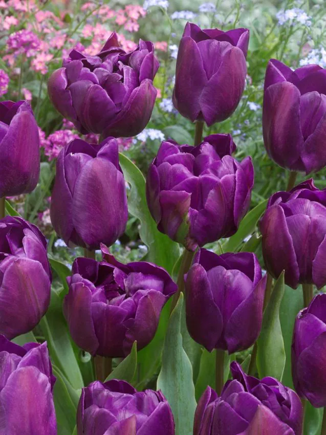 Tulp "Negrita Double" pakendis 5 tk - Image 2