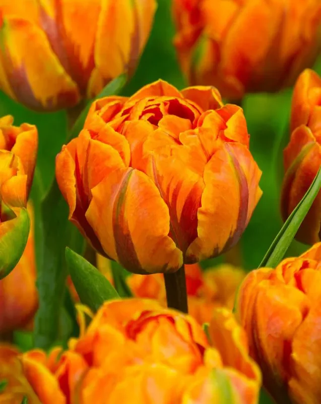 Tulp "Orange Princess" pakendis 5 tk