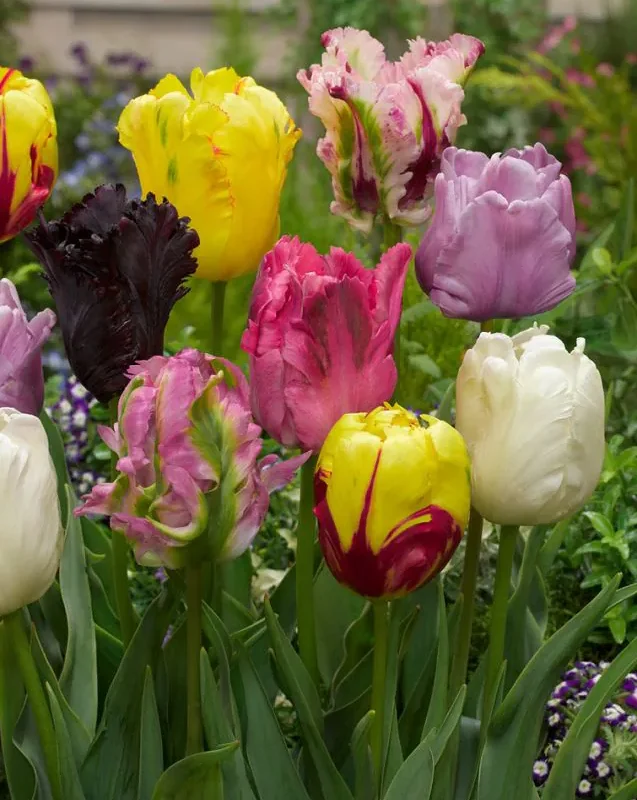 Tulp Parrot Mixed/papagoitulp/ pakendis 15 tk.