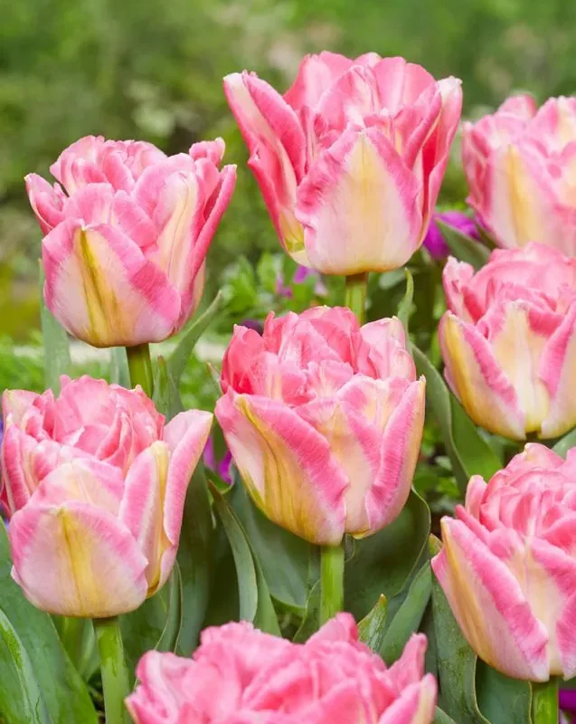 Tulp "Pink Delight" pakendis 5 tk
