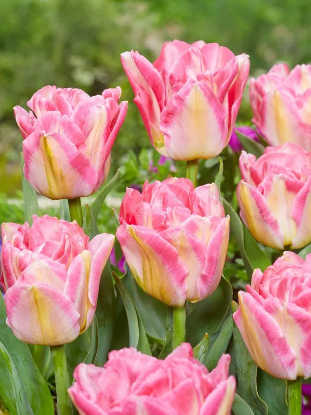 Tulp "Pink Delight" pakendis 5 tk