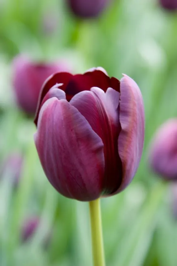 Tulp "Queen of night" pakendis 5 tk - Image 2