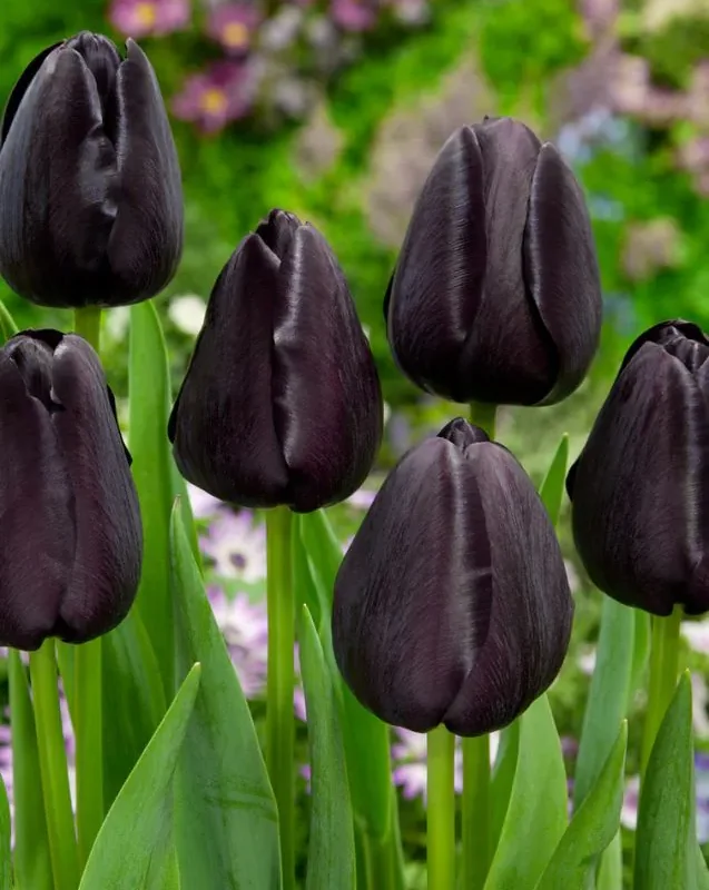 Tulp "Queen of night" pakendis 5 tk