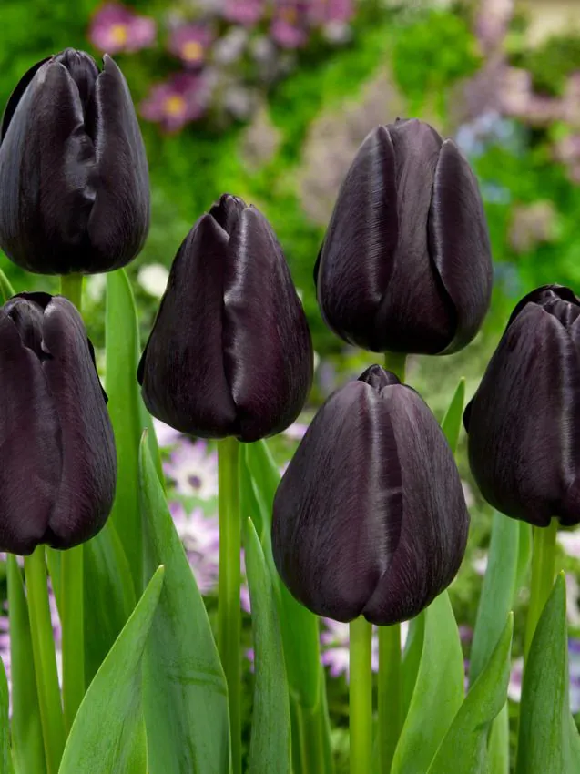 Tulp "Queen of night" pakendis 5 tk