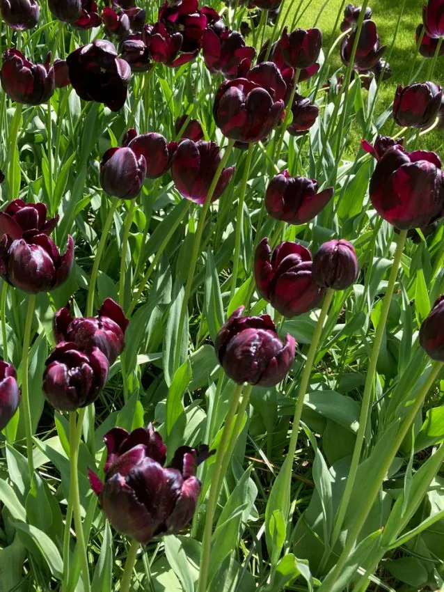 Tulp "Queen of night" pakendis 5 tk - Image 3