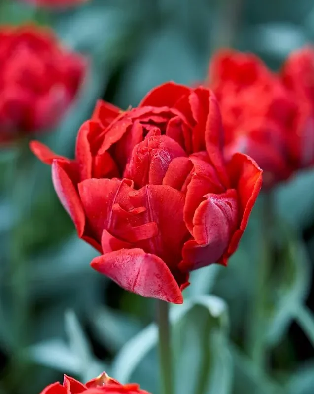 Tulp "Red Princess" pakendis 5 tk.