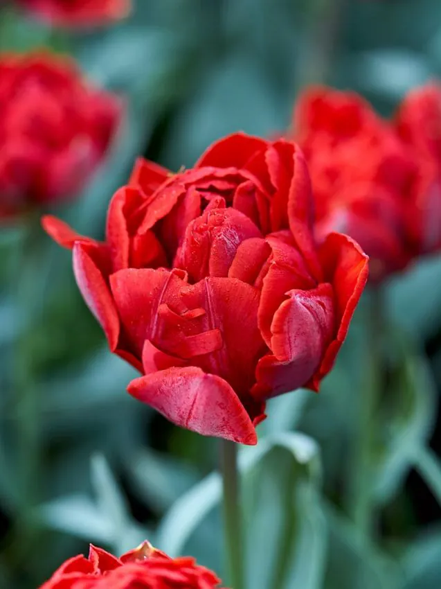 Tulp "Red Princess" pakendis 5 tk.