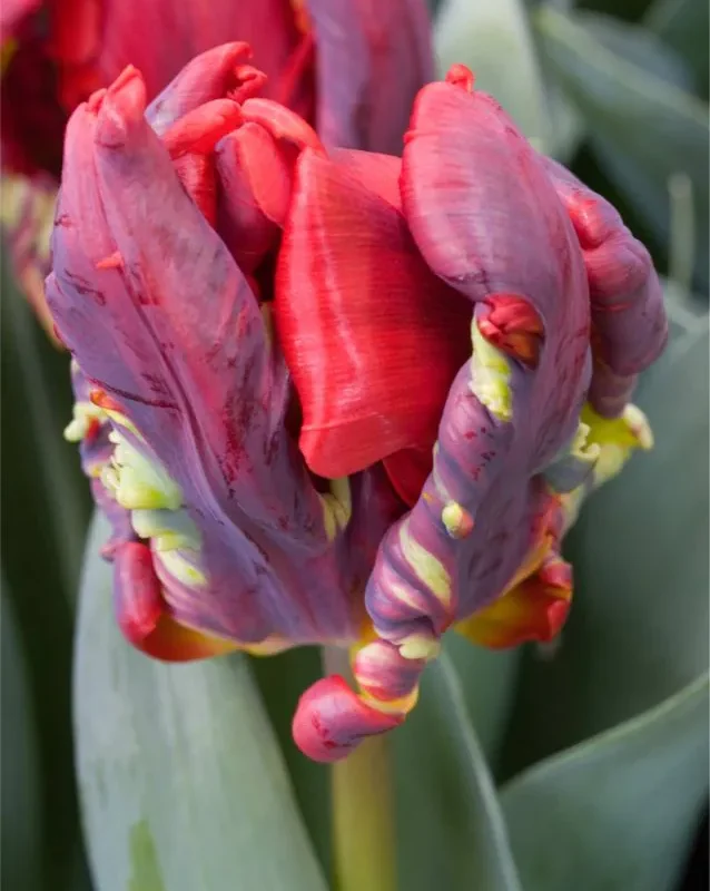 Tulp " Seadov Parrot / papagoitulp/ pakendis 5tk.