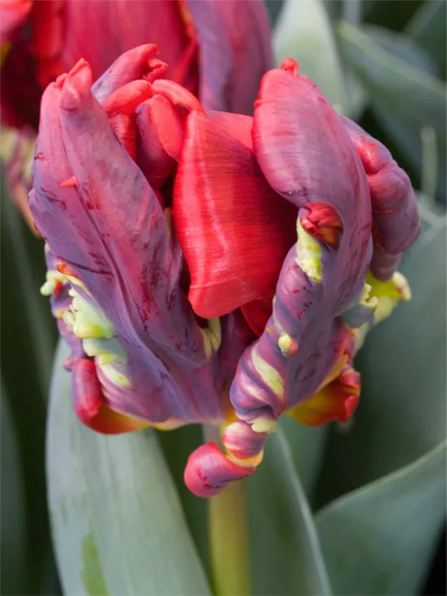 Tulp " Seadov Parrot / papagoitulp/ pakendis 5tk.