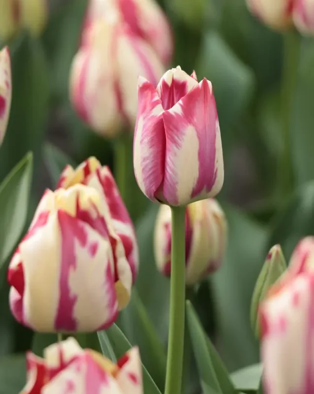 Tulp "Spryng Rembrandt" pakendis 5 tk