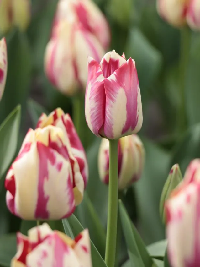 Tulp "Spryng Rembrandt" pakendis 5 tk