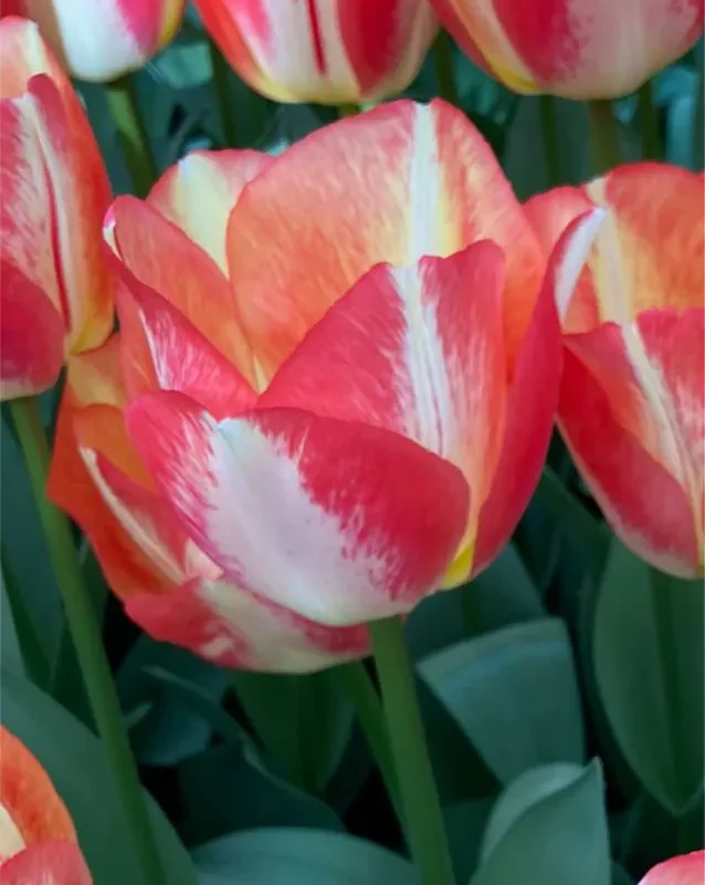 Tulp "Spryng Sunrise" pakendis 5 tk.