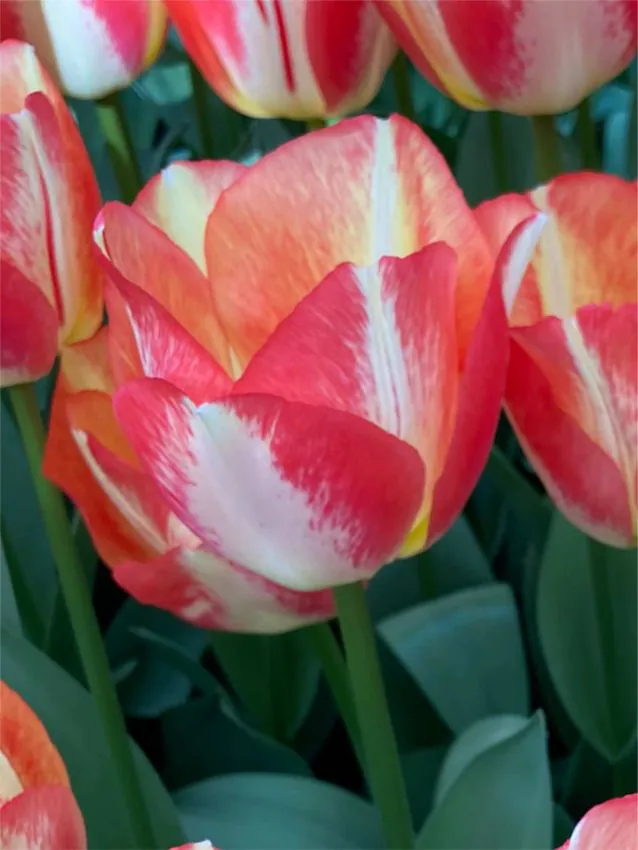 Tulp "Spryng Sunrise" pakendis 5 tk.