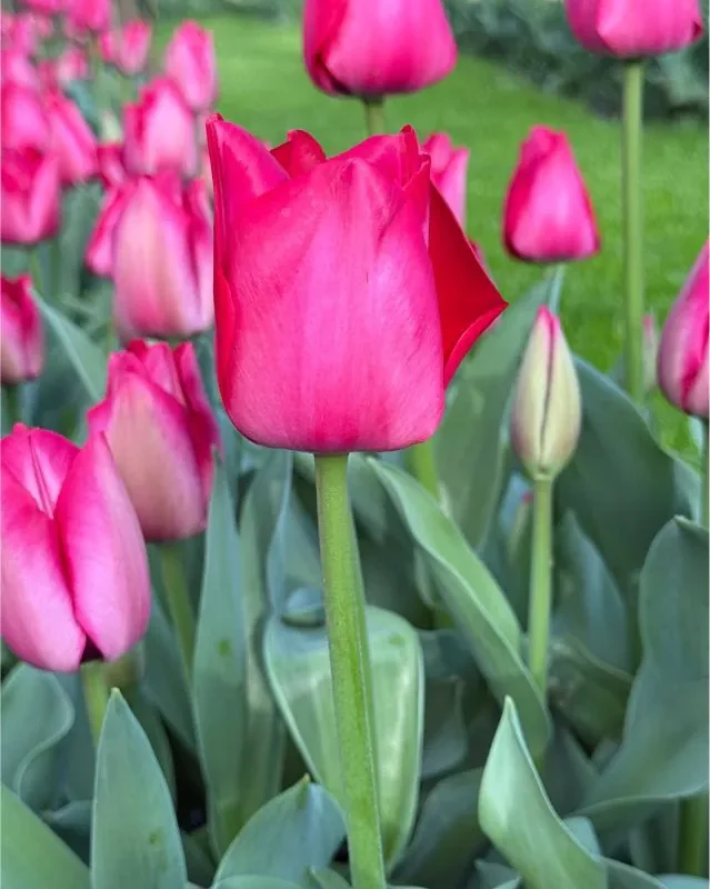 Tulp "Spryng Tide" pakendis 5 tk