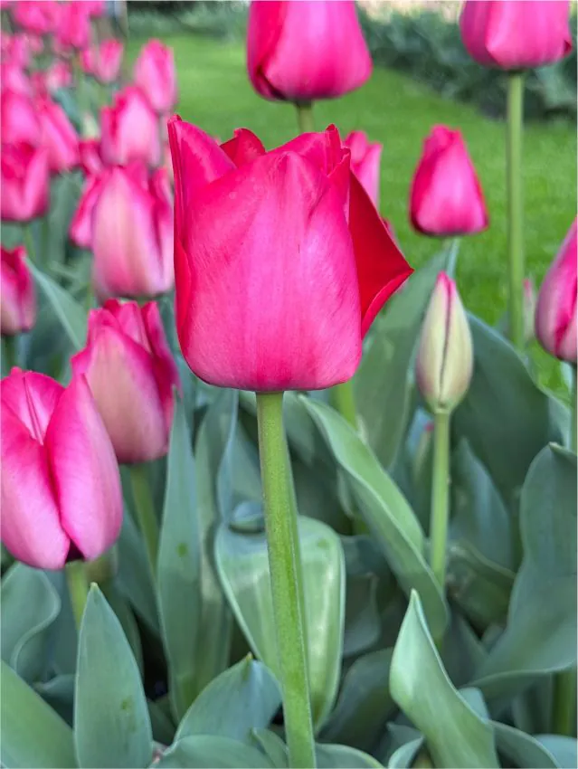 Tulp "Spryng Tide" pakendis 5 tk