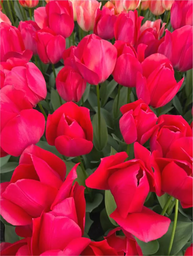 Tulp "Spryng Tide" pakendis 5 tk - Image 3