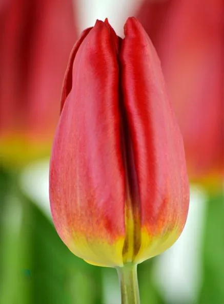 Tulp "Strong Fire" pakendis 5 tk.