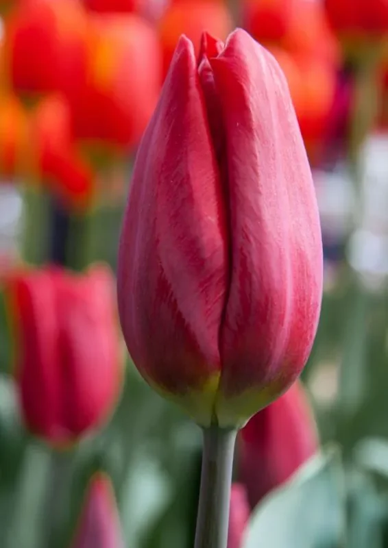 Tulp "Strong Love" pakendis 5 tk