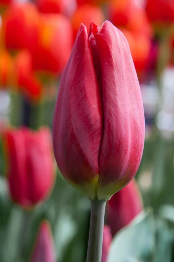 Tulp "Strong Love" pakendis 5 tk