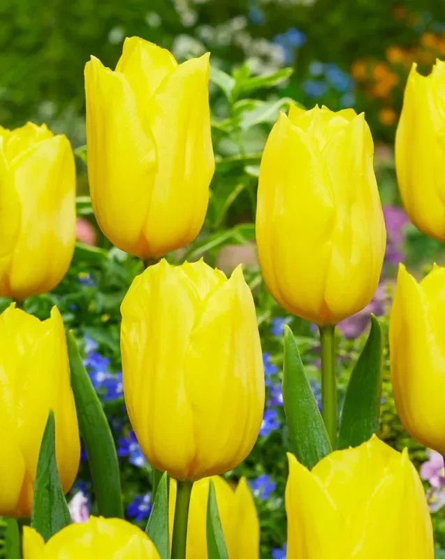 Tulp "Strong Gold" pakendis 5 tk
