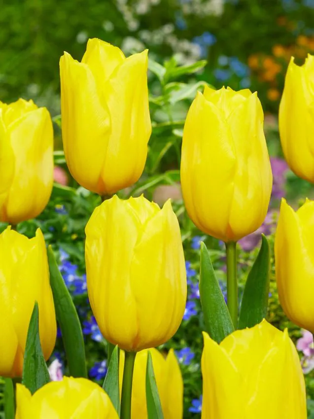 Tulp "Strong Gold" pakendis 5 tk