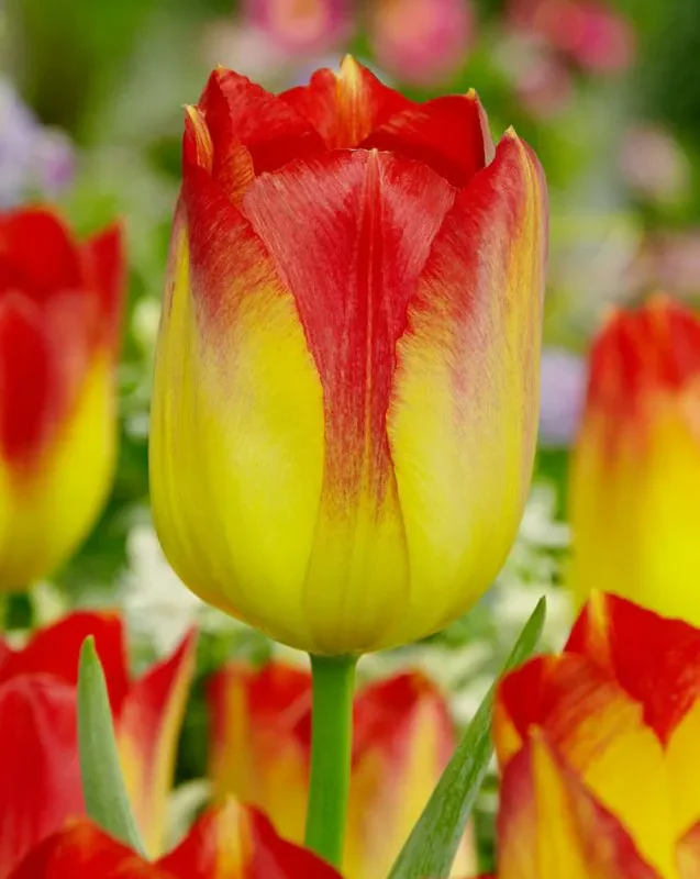 Tulp "Suncatcher" pakendis 5 tk.