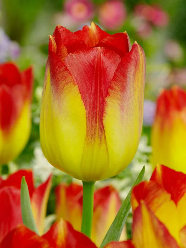 Tulp "Suncatcher" pakendis 5 tk.