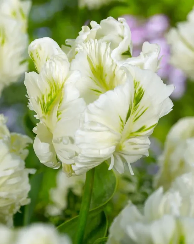 Tulp Super Parrot /papagoitulp/ pakendis 5 tk