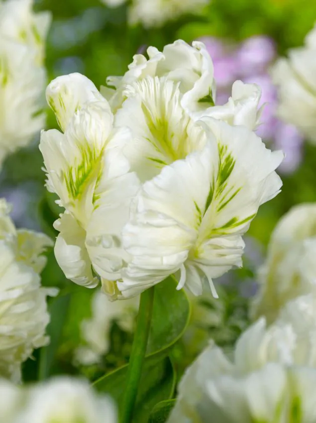 Tulp Super Parrot /papagoitulp/ pakendis 5 tk