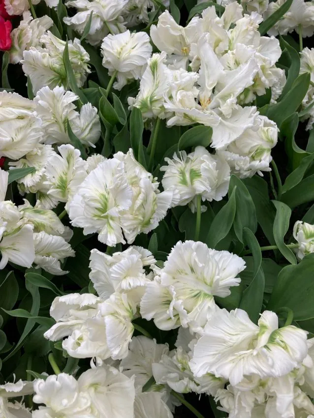 Tulp Super Parrot /papagoitulp/ pakendis 5 tk - Image 3