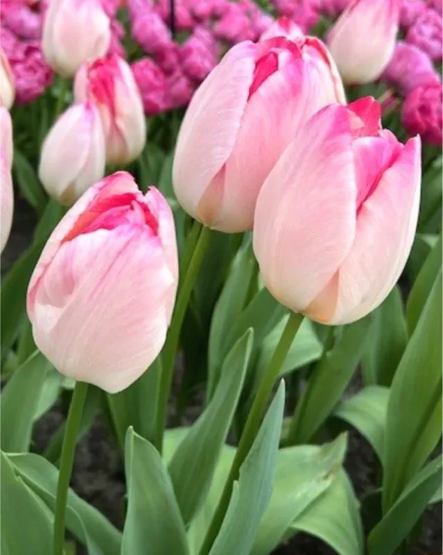 Tulp "Supri erotic" pakendis 5 tk