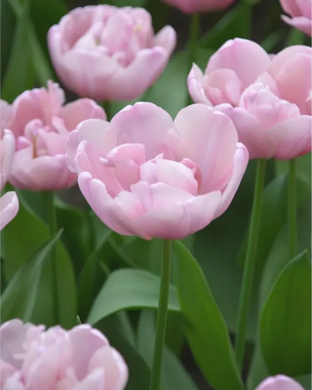 Tulp "Tabledance" pakendis 5 tk