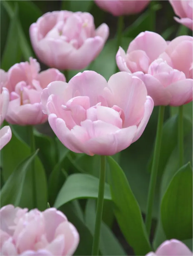 Tulp "Tabledance" pakendis 5 tk