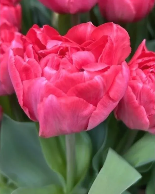 Tulp "Taiwan" pakendis 5 tk