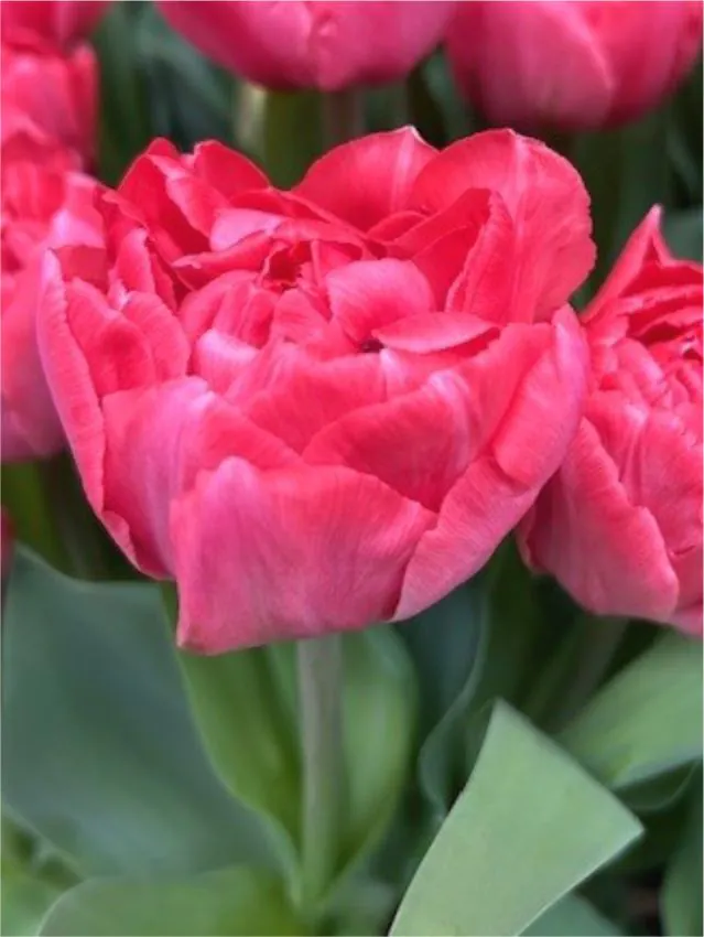 Tulp "Taiwan" pakendis 5 tk