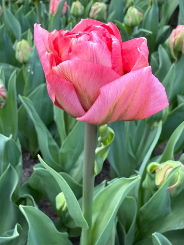 Tulp "Taiwan" pakendis 5 tk - Image 3