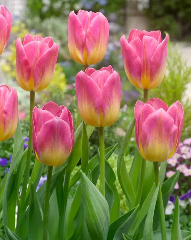 Tulp "Tom Pouce" pakendis 5 tk